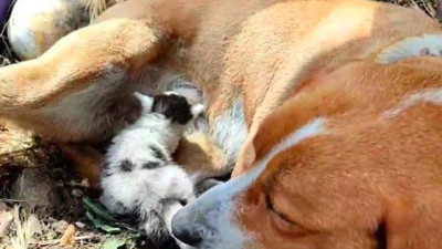 Prenses isimli köpek terkedilen kediye annelik ediyor