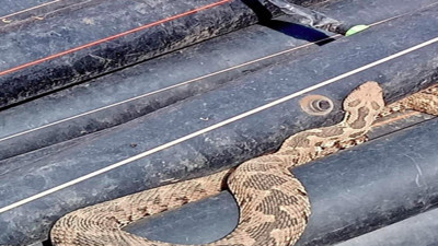 Su borusundan engerek yılanı çıktı