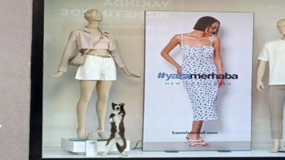 Kıyafet mağazasında mahsur kalan kedi camı tırmalayarak yardım istedi