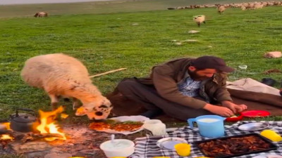 Sürüden ayrılan koyun çobanın yemeğini bir çırpıda mideye indirdi