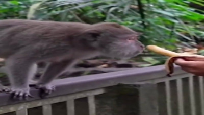 Babun ona ikram edilen muzu beğenmeyip yere attı