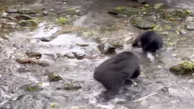 Yavru ayı annesini başka ayıyla karıştırınca kavga çıktı