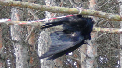 Ağaçta asılı kalan karga öldü