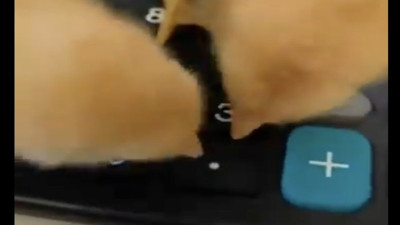 Hesap makinesindeki noktayı yem sanan civcivler güldürdü