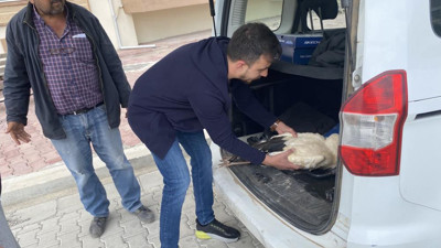Yaralı leyleği arazide bırakmayıp ilçeye götürdü