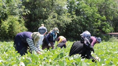 3 dönüme ekti paraya para demiyor. Yeşil yeşil her yerden fışkırıyor