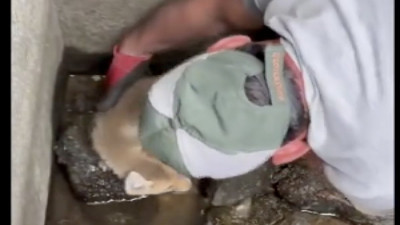 Su kuyusuna düşen yavru tilki kurtarıldı