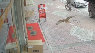 Camekana çarpan kuş bayıldı