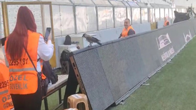 Sahaya giren karga ortalığı birbirine kattı