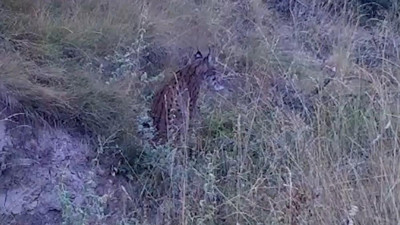'Ormanların hayalet' vaşak bozkır topraklarında