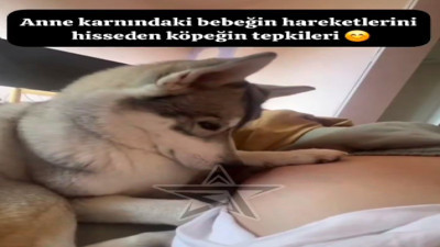 Sahibinin karnındaki bebeğin hareketini hisseden köpeğin duygusal tepkisi