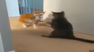 Arkadaşından pati yiyen kedi bayıldı