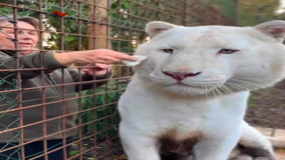 Yaşlı kadın beyaz kaplanın gözlerini korkusuzca temizledi