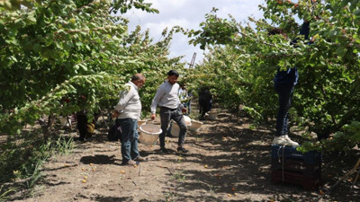 Grip ve astımı bitiriyor kalbi saat gibi çalıştırıyor. Sabahleyin toplanıyor kilosu 25 TL