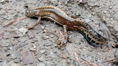 Anadolu şeritli semenderi görüntülendi