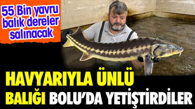 Havyarıyla ünlü balığı Bolu'da yetiştirdiler