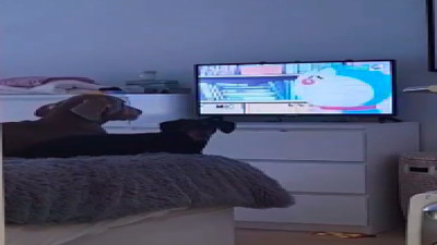 İzledikleri çizgi film kapatılınca sinirlenen köpekler güldürdü