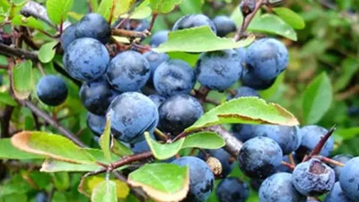 Karamuk bitkisinin mucize şifalarını uzmanlar açıkladı