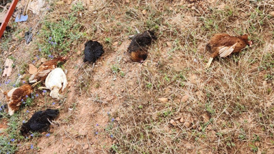 Kümese giren sansar tavukları telef etti