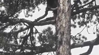 Korkan ayı ağaca tırmandı