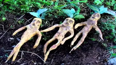 Uzmanlar adam otunun mucizelerini anlattı