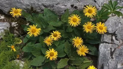 Neredeyse iyi gelmediği hastalık olmayan otun şifalarını uzmanlar açıkladı