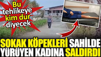Bu tehlikeye kim dur diyecek! Sokak köpekleri sahilde yürüyen kadına saldırdı