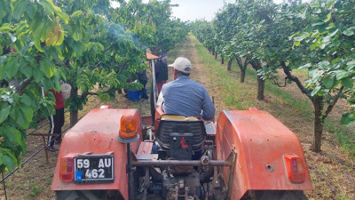 Adına şenlikler düzenleniyor hasadı başladı