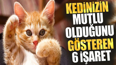Kedinizin mutlu olduğunu gösteren 6 işaret