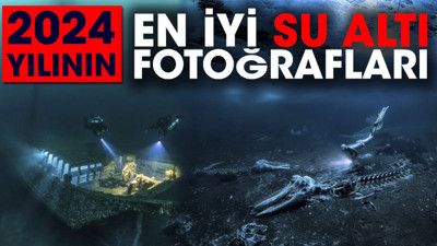 2024 yılının en iyi su altı fotoğrafları