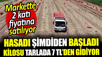 Kilosu tarlada 7 TL'den gidiyor, markette ise fiyatı tam 2 katı. Hasadı başladı