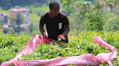 Senegalli çay işçileri sınır dışı edilecek. Günlük kazançları dudak uçuklatıyor