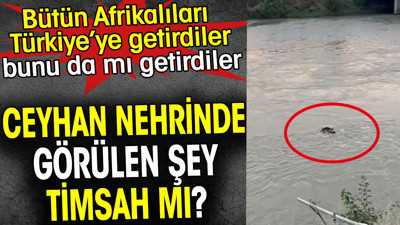 Ceyhan nehrinde görülen şey timsah mı? Bütün Afrikalıları Türkiye’ye getirdiler bunu da mı getirdiler