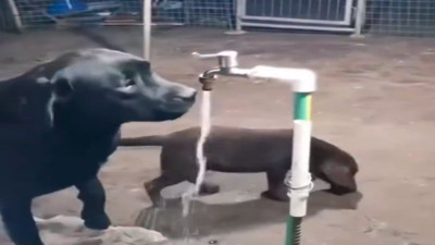 Çeşmeyi açıp su içen köpek izleyenleri güldürdü