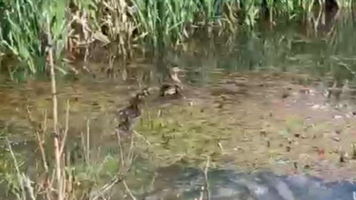 Anne ördek ve 10 yavrusu Kars Çayı'na bırakıldı