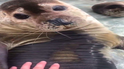 Kendisini seven insanın elini okşayan fok kalpleri eritti