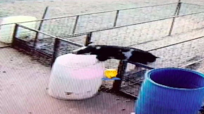 Çitlerden atlayan domuz su dolu varilde boğulma tehlikesi geçirdi