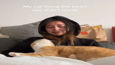 Ağlayan sahibini teselli etmeye çalışan kedi gönülleri fethetti