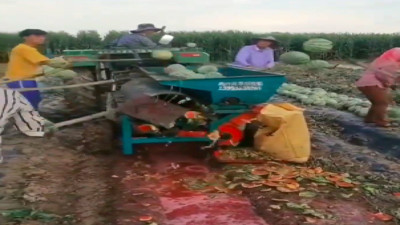 Karpuz çekirdeği hasadı sosyal medyada ilgi odağı oldu