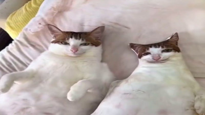 Kedisinin boy boy yastıklarını yaptırdı: "Hangisi gerçek ayırt edemiyorum"