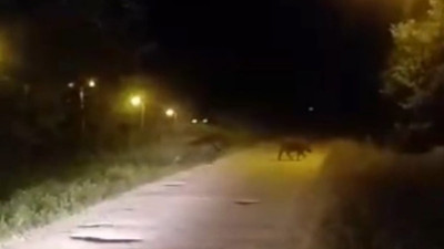 Domuzlar şehre indi (24 Mayıs 2024)