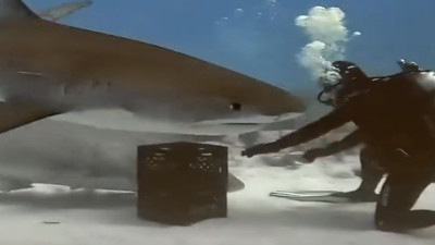 Dalgıcın köpek balığına yaptığı cesur hamle viral oldu