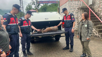 Yaralı karacaya jandarma eli