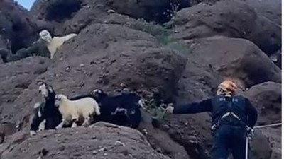 AFAD oğlakları kurtardı