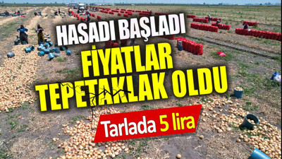 Hasadı başladı fiyatlar tepetaklak oldu. Tarlada 5 lira