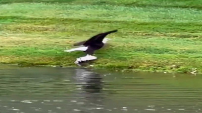 Kel kartalın koca balığı kolayca avlaması görenleri etkiledi