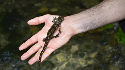 Nesli tehlike altında olan Türk semenderi Dicle'de görüldü