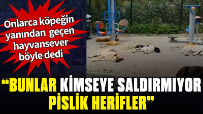 Onlarca köpeğin yanından geçen hayvansever: "Bunlar kimse﻿ye saldırmıyor. Pislik herifler"