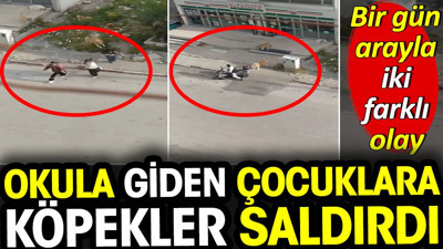 Hatay'da okula giden çocuklara köpekler saldırdı. Bir gün arayla iki farklı olay