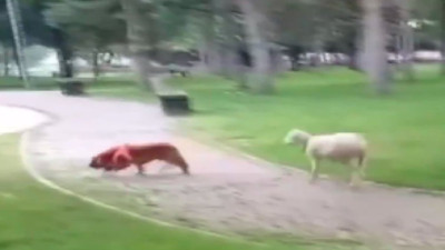 Kuzu ile köpeğin kovalamacası yüzleri gülümsetti